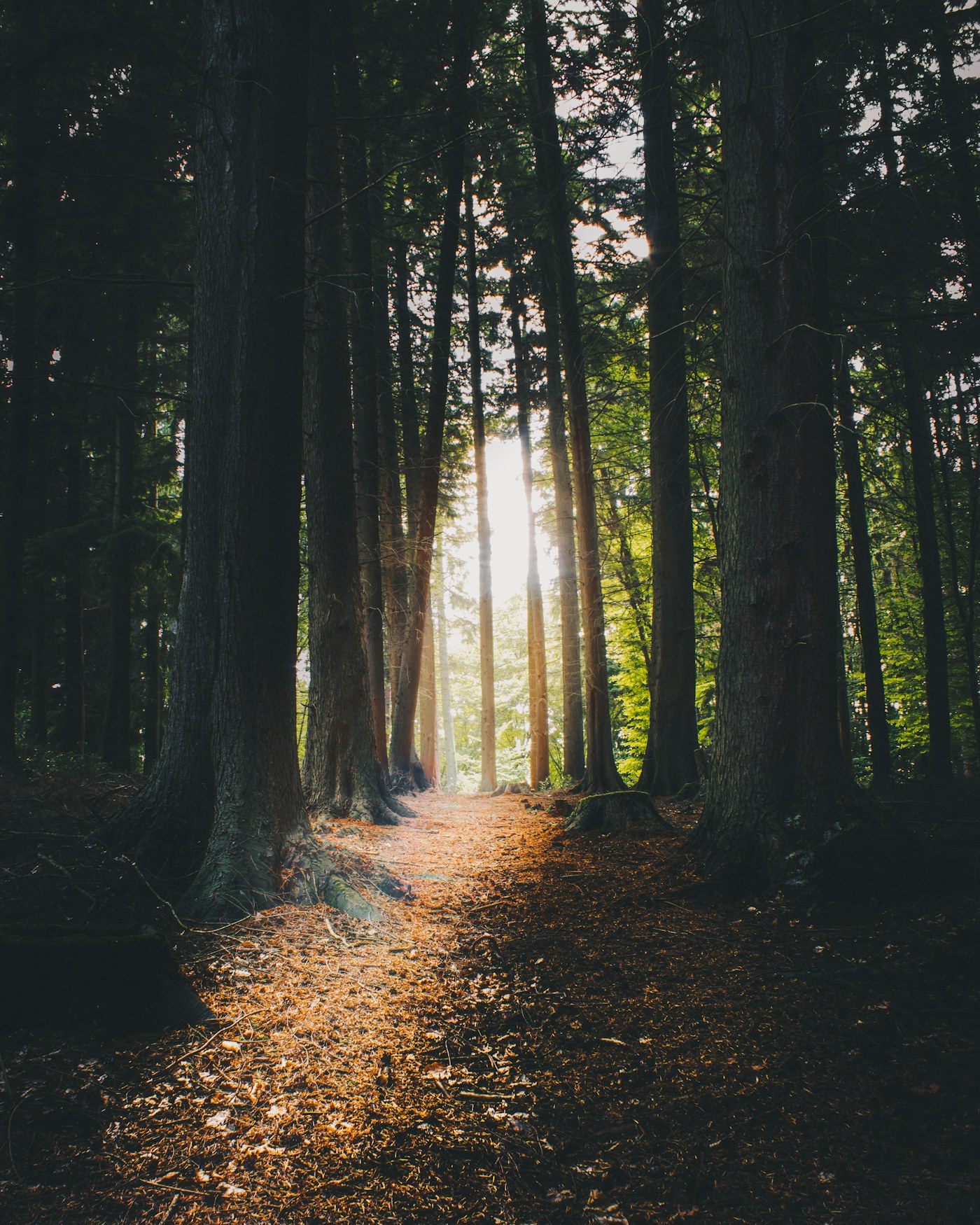 Sunlight through a peaceful woodland